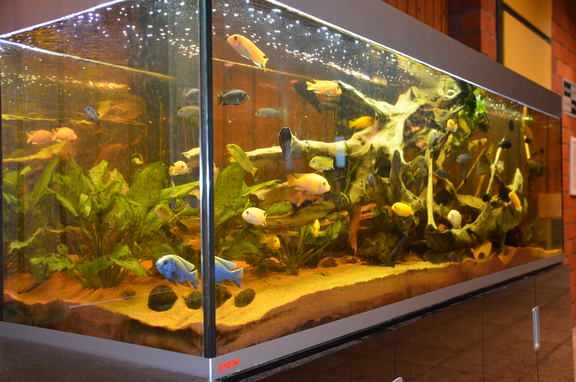 2020_Aquarium.JPG 