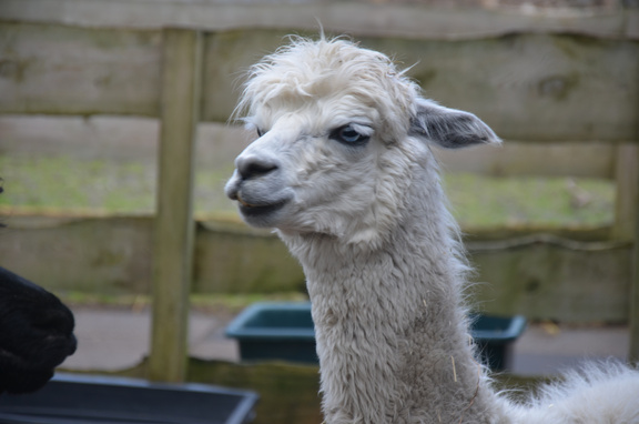 2023_Foto-AG_Tierpark_008.JPG