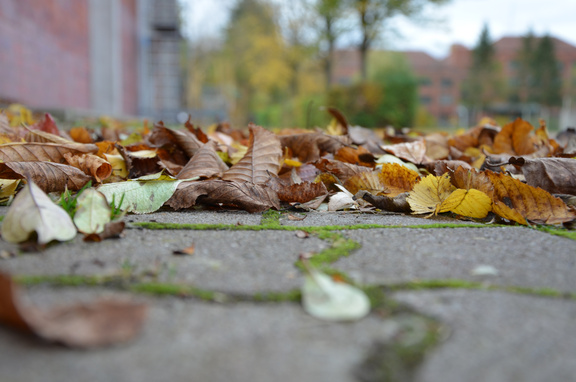 2020_F-AG_Herbst_1.JPG